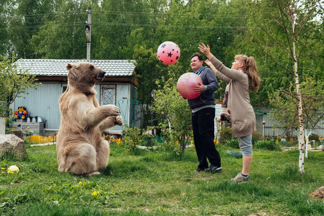 Ζευγάρι απο τη Ρωσία έχει ως κατοικίδιο μια γιγάντια αρκούδα! - Εικόνα 5