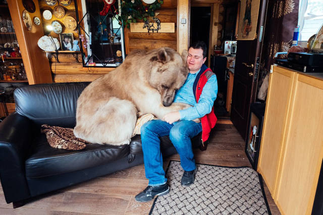 Ζευγάρι απο τη Ρωσία έχει ως κατοικίδιο μια γιγάντια αρκούδα! - Εικόνα 9