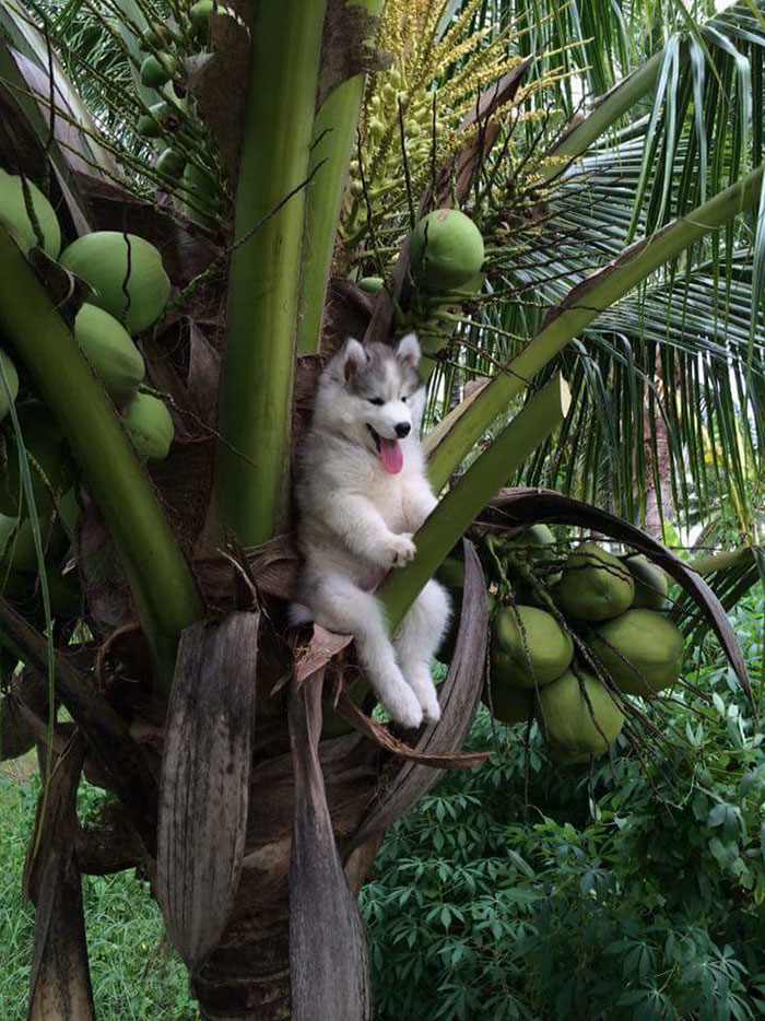 Αυτό το Husky κόλλησε σε ένα δέντρο και το ίντερνετ αποφάσισε να βοηθήσει με Photoshop - Εικόνα 1