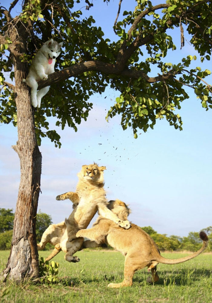 Αυτό το Husky κόλλησε σε ένα δέντρο και το ίντερνετ αποφάσισε να βοηθήσει με Photoshop - Εικόνα 15