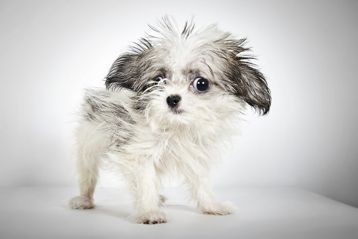 Φωτογράφος μόδας βοηθά εγκαταλελειμμένα σκυλιά να βρούνε σπίτι - Εικόνα 1