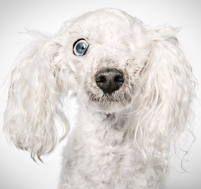 Φωτογράφος μόδας βοηθά εγκαταλελειμμένα σκυλιά να βρούνε σπίτι - Εικόνα 19