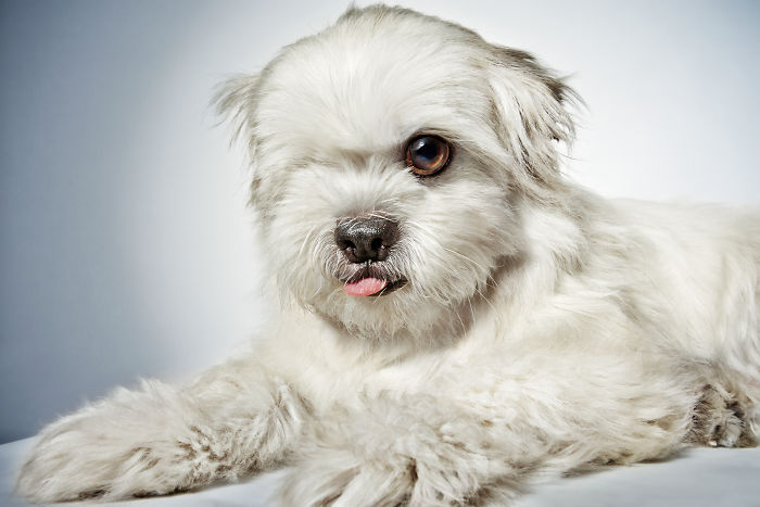 Φωτογράφος μόδας βοηθά εγκαταλελειμμένα σκυλιά να βρούνε σπίτι - Εικόνα 25