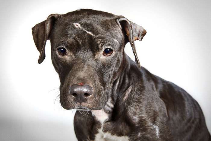 Φωτογράφος μόδας βοηθά εγκαταλελειμμένα σκυλιά να βρούνε σπίτι - Εικόνα 7