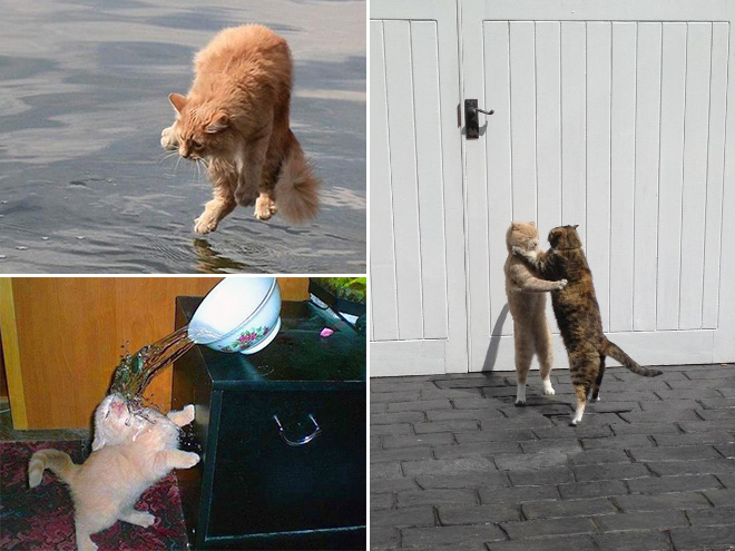 Γάτες νίντζα, γάτες μοντέλα, γάτες γάτες ΓΑΤΕΣ - Εικόνα 10