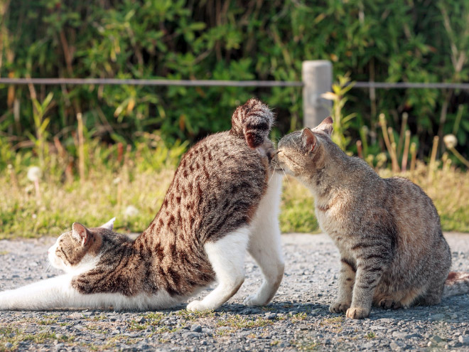 Γάτες νίντζα, γάτες μοντέλα, γάτες γάτες ΓΑΤΕΣ - Εικόνα 4