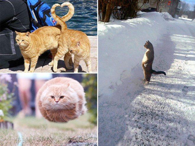 Γάτες νίντζα, γάτες μοντέλα, γάτες γάτες ΓΑΤΕΣ - Εικόνα 7