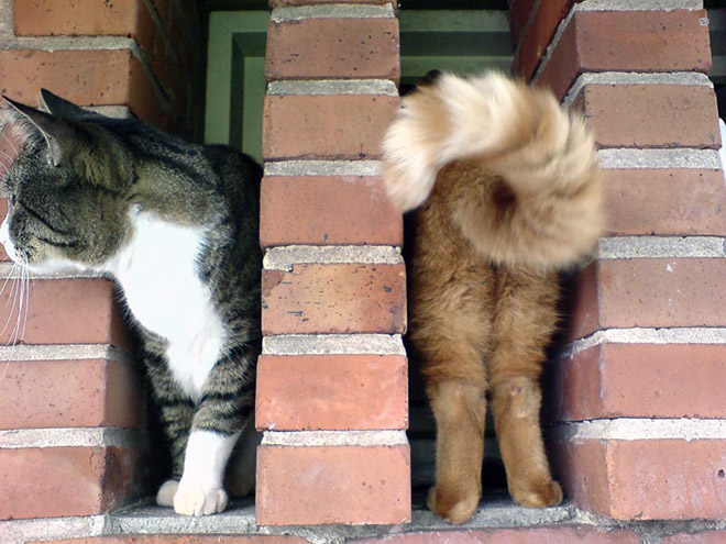 Γάτες νίντζα, γάτες μοντέλα, γάτες γάτες ΓΑΤΕΣ - Εικόνα 9