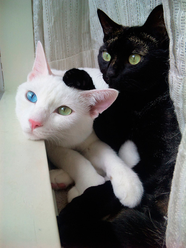 10 γιν και γιανγκ γάτες που μοιάζουν τέλειες μαζί παρά τις διαφορές τους - Εικόνα 16