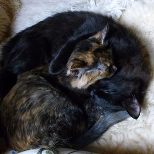 10 γιν και γιανγκ γάτες που μοιάζουν τέλειες μαζί παρά τις διαφορές τους - Εικόνα 31