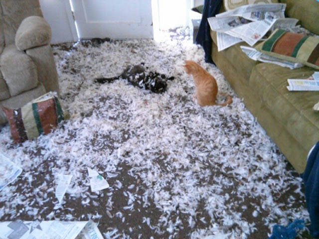 Μερικές φορές τα κατοικίδια ζώα είναι χαριτωμένα πλασματάκια καταστροφής όταν τα αφήνουμε μόνα τους στο σπίτι - Εικόνα 10