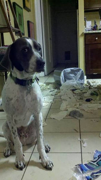 Μερικές φορές τα κατοικίδια ζώα είναι χαριτωμένα πλασματάκια καταστροφής όταν τα αφήνουμε μόνα τους στο σπίτι - Εικόνα 26