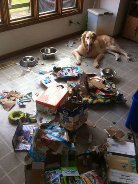 Μερικές φορές τα κατοικίδια ζώα είναι χαριτωμένα πλασματάκια καταστροφής όταν τα αφήνουμε μόνα τους στο σπίτι - Εικόνα 31