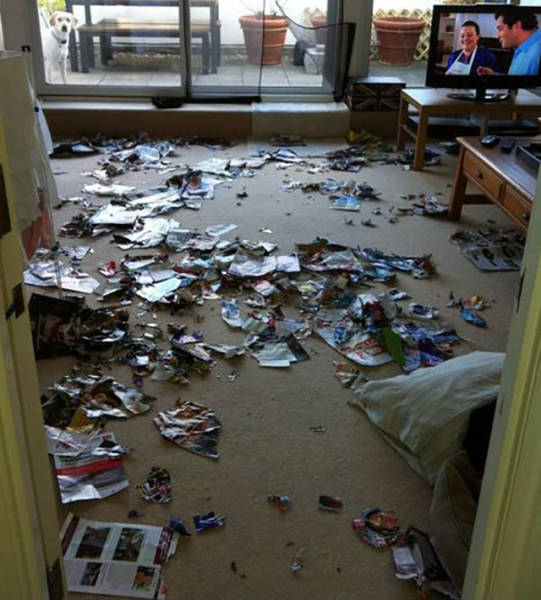 Μερικές φορές τα κατοικίδια ζώα είναι χαριτωμένα πλασματάκια καταστροφής όταν τα αφήνουμε μόνα τους στο σπίτι - Εικόνα 32