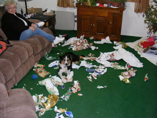 Μερικές φορές τα κατοικίδια ζώα είναι χαριτωμένα πλασματάκια καταστροφής όταν τα αφήνουμε μόνα τους στο σπίτι - Εικόνα 9