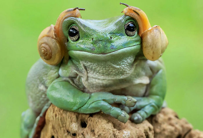 Ο βάτραχος που μοιάζει με την πριγκίπισσα Leia πυροδότησε μια μάχη με Photoshop και τα αποτελέσματα είναι ξεκαρδιστικά - Εικόνα 1