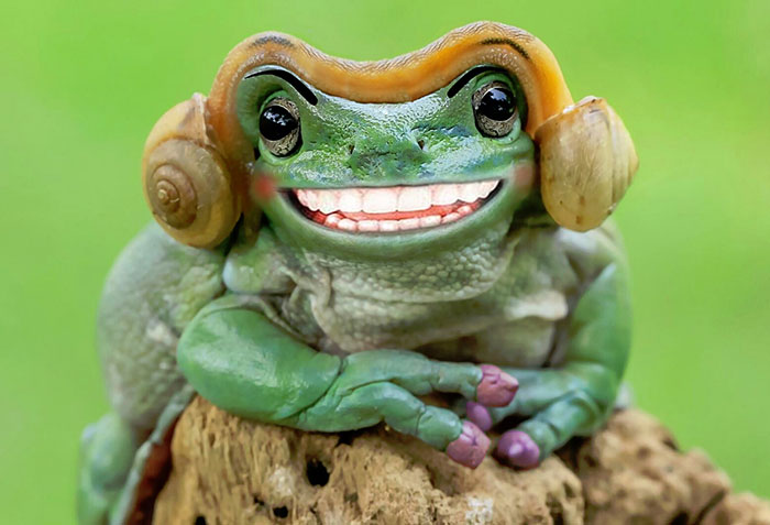 Ο βάτραχος που μοιάζει με την πριγκίπισσα Leia πυροδότησε μια μάχη με Photoshop και τα αποτελέσματα είναι ξεκαρδιστικά - Εικόνα 28