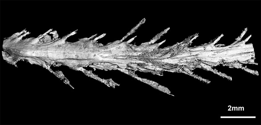 Aνακαλύφθηκε η πρώτη καλά διατηρημένη ουρά δεινοσαύρου σε κεχριμπάρι - Εικόνα 3