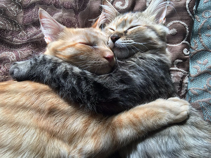 Αυτά τα ερωτευμένα γατάκια έχουν τρελάνει το ίντερνετ - Εικόνα 2