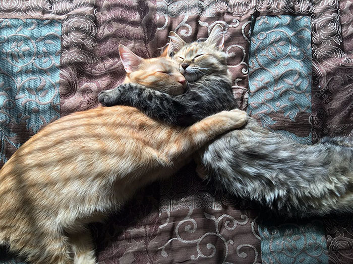 Αυτά τα ερωτευμένα γατάκια έχουν τρελάνει το ίντερνετ - Εικόνα 5
