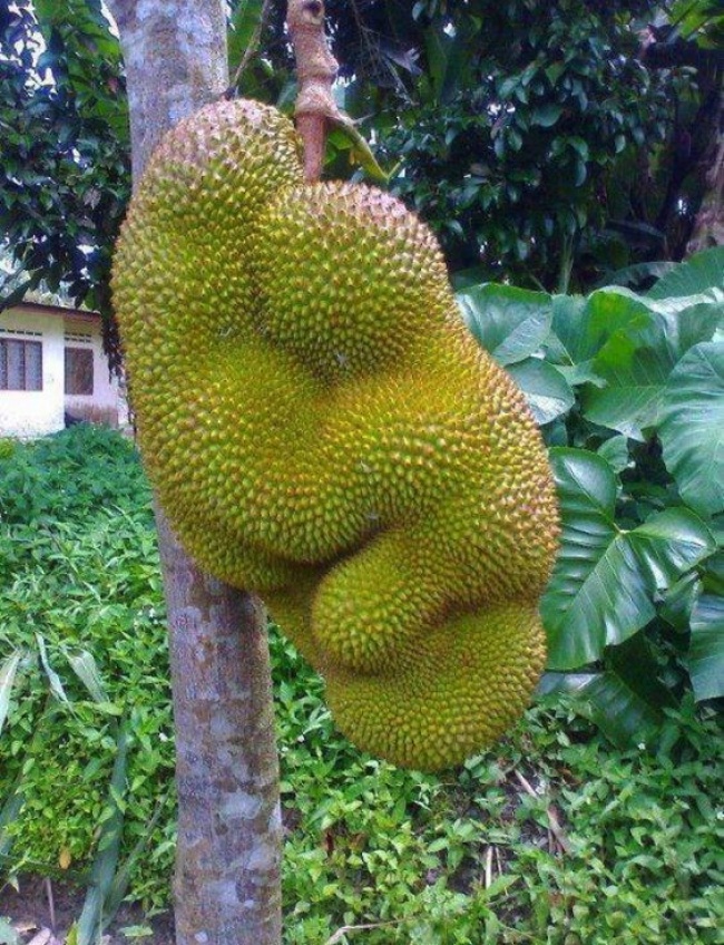 Αυτά τα περίεργα φρούτα, αποδεικνύουν οτι η Φύση έχει χιούμορ! - Εικόνα 19