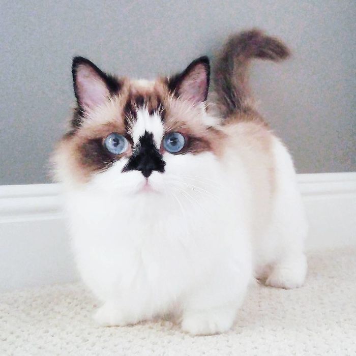 Δείτε γιατί αυτή η γάτα με τα μπλε μάτια έχει κλέψει τις καρδιές όλων στο Instagram - Εικόνα 1