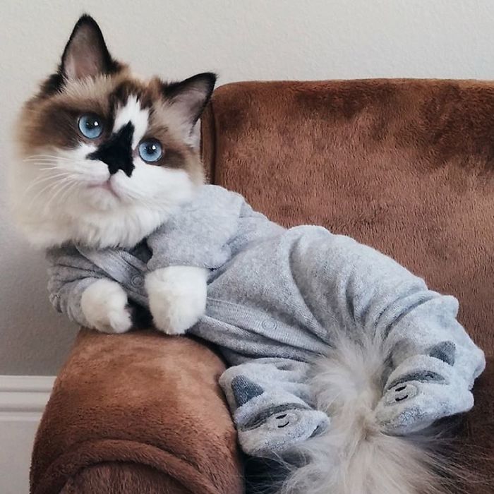 Δείτε γιατί αυτή η γάτα με τα μπλε μάτια έχει κλέψει τις καρδιές όλων στο Instagram - Εικόνα 11