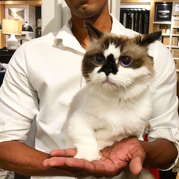 Δείτε γιατί αυτή η γάτα με τα μπλε μάτια έχει κλέψει τις καρδιές όλων στο Instagram - Εικόνα 12
