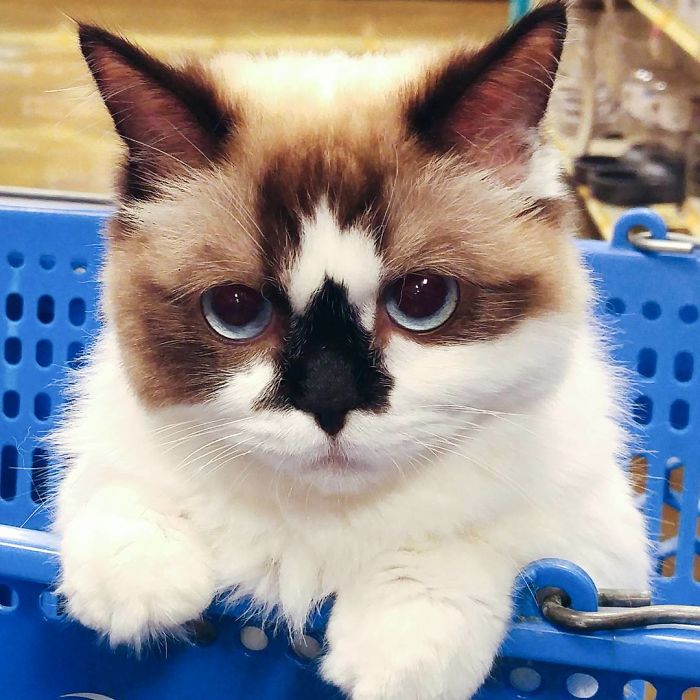 Δείτε γιατί αυτή η γάτα με τα μπλε μάτια έχει κλέψει τις καρδιές όλων στο Instagram - Εικόνα 2