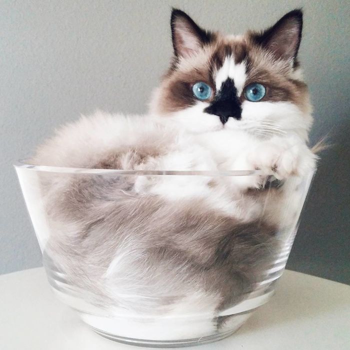 Δείτε γιατί αυτή η γάτα με τα μπλε μάτια έχει κλέψει τις καρδιές όλων στο Instagram - Εικόνα 4