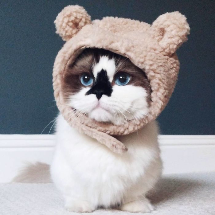 Δείτε γιατί αυτή η γάτα με τα μπλε μάτια έχει κλέψει τις καρδιές όλων στο Instagram - Εικόνα 5