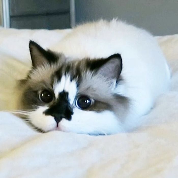 Δείτε γιατί αυτή η γάτα με τα μπλε μάτια έχει κλέψει τις καρδιές όλων στο Instagram - Εικόνα 6