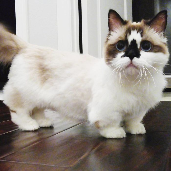 Δείτε γιατί αυτή η γάτα με τα μπλε μάτια έχει κλέψει τις καρδιές όλων στο Instagram - Εικόνα 7