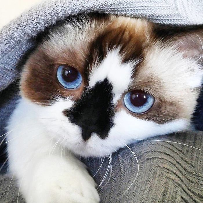Δείτε γιατί αυτή η γάτα με τα μπλε μάτια έχει κλέψει τις καρδιές όλων στο Instagram - Εικόνα 8
