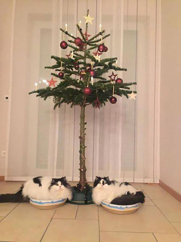 Πως να προστατέψετε το Χριστουγεννιάτικο δέντρο από τα κατοικίδιά σας - Εικόνα 34