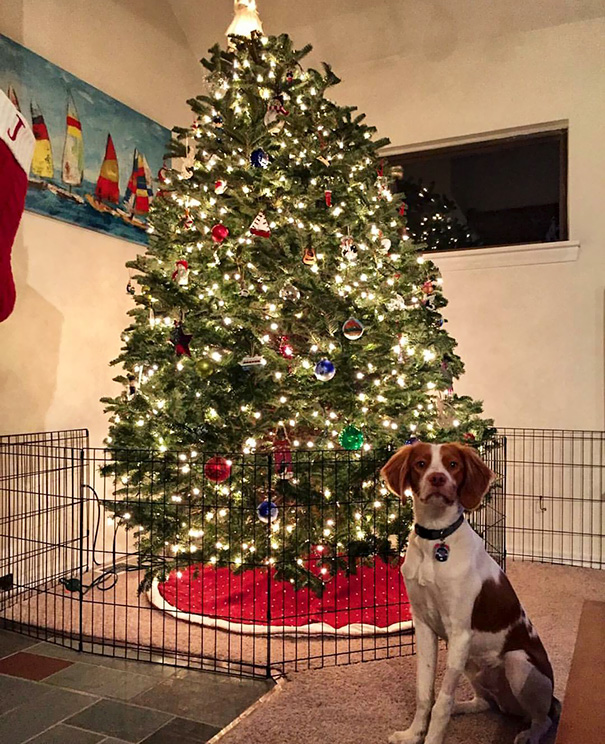 Πως να προστατέψετε το Χριστουγεννιάτικο δέντρο από τα κατοικίδιά σας - Εικόνα 43