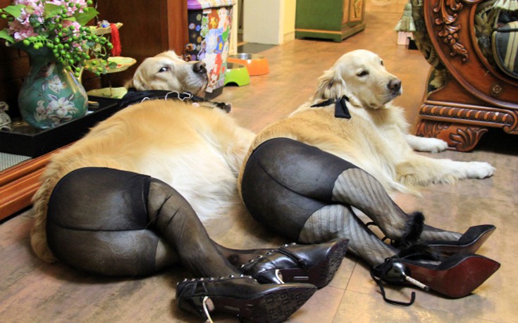 Οι σκύλοι φόρεσαν τα καλά τους για να τους βγάλουν για μια βόλτα - Εικόνα 9