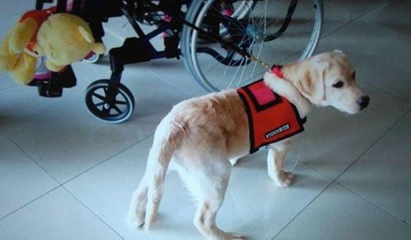Στην Ασπασία, ο πρώτος σκύλος-βοηθός για άτομα με αναπηρία - Εικόνα 2