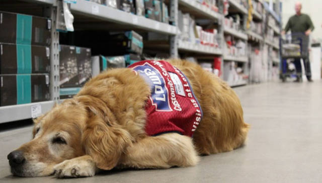 Βετεράνος με ειδικές ανάγκες προσλήφθηκε από έναν κατάστημα με υπολογιστικά προϊόντα μαζί με τον σκύλο υπηρεσίας του - Εικόνα 4