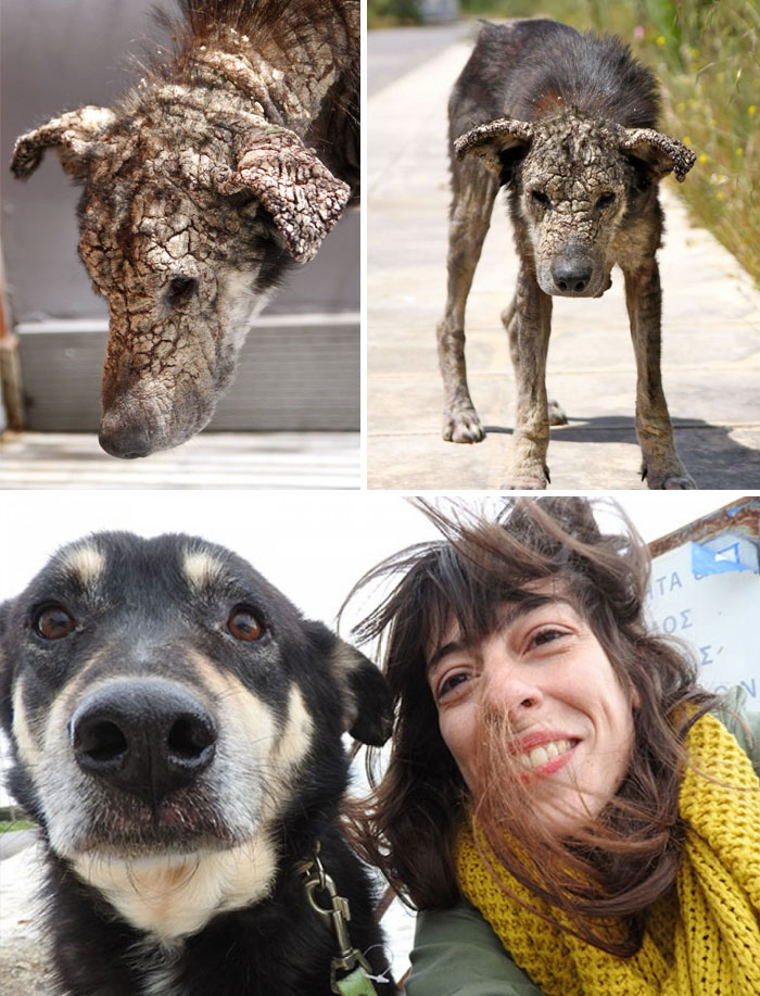 10 απίστευτες μεταμορφώσεις σκύλων που δείχνουν τι μπορεί να καταφέρει η αγάπη - Εικόνα 16