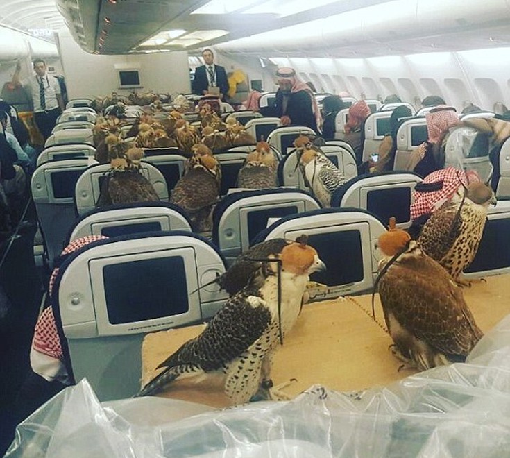 Αρπακτικά πουλιά ταξιδεύουν με το αεροπλάνο - Εικόνα 2