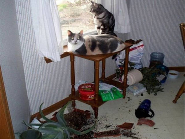 Οι γάτες κάνουν ότι θέλουν Αυτές κυβερνούν Πάρτε το απόφαση - Εικόνα 19