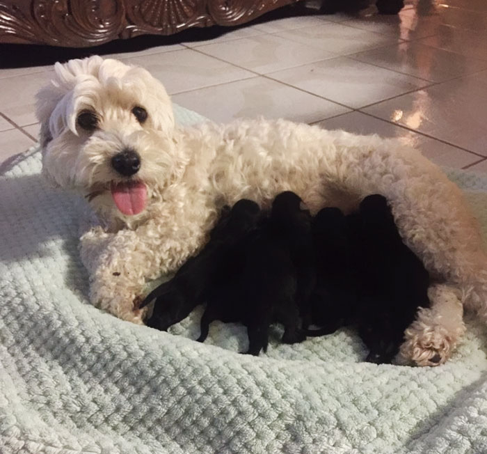 2 λευκά σκυλιά έφεραν στον κόσμο μαύρα κουταβάκια και τώρα όλα τα μάτια στρέφονται προς τη μαμά - Εικόνα 2