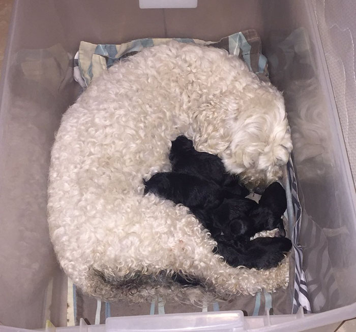2 λευκά σκυλιά έφεραν στον κόσμο μαύρα κουταβάκια και τώρα όλα τα μάτια στρέφονται προς τη μαμά - Εικόνα 3