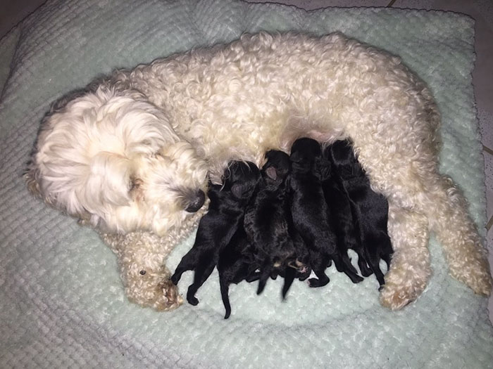 2 λευκά σκυλιά έφεραν στον κόσμο μαύρα κουταβάκια και τώρα όλα τα μάτια στρέφονται προς τη μαμά - Εικόνα 5
