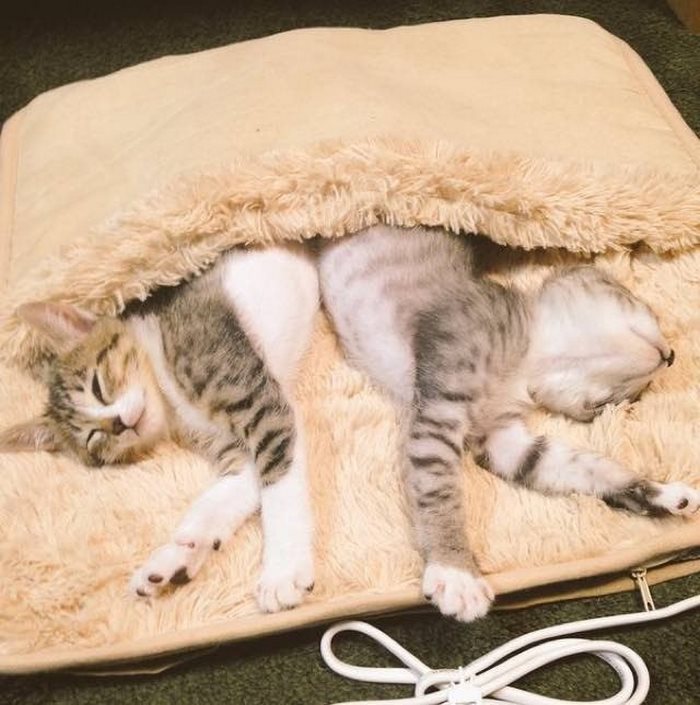 Αυτά τα γατάκια ανακάλυψαν τι θα πει θερμαινόμενη κουβέρτα κι εμείς έχουμε λιώσει - Εικόνα 1