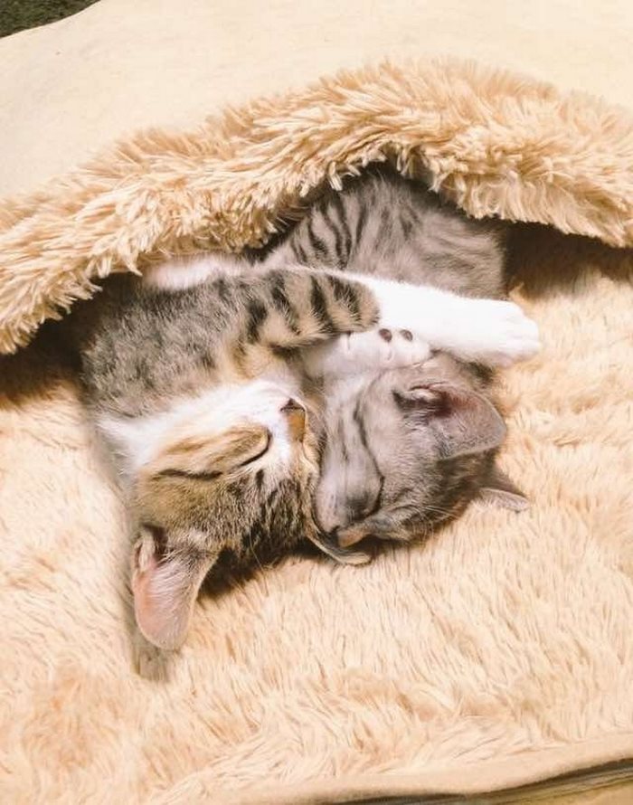 Αυτά τα γατάκια ανακάλυψαν τι θα πει θερμαινόμενη κουβέρτα κι εμείς έχουμε λιώσει - Εικόνα 2