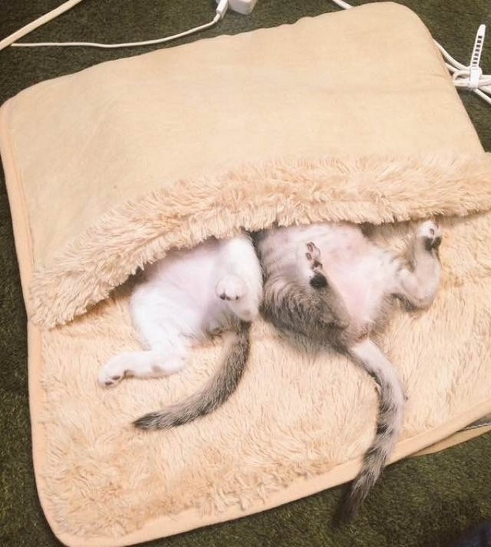 Αυτά τα γατάκια ανακάλυψαν τι θα πει θερμαινόμενη κουβέρτα κι εμείς έχουμε λιώσει - Εικόνα 3