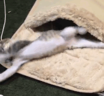 Αυτά τα γατάκια ανακάλυψαν τι θα πει θερμαινόμενη κουβέρτα κι εμείς έχουμε λιώσει - Εικόνα 4