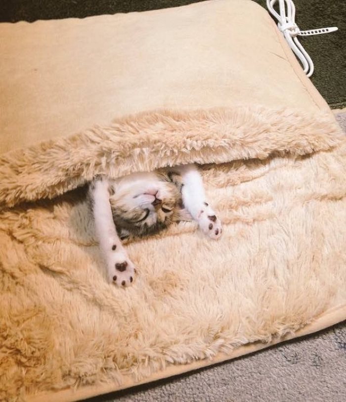 Αυτά τα γατάκια ανακάλυψαν τι θα πει θερμαινόμενη κουβέρτα κι εμείς έχουμε λιώσει - Εικόνα 5